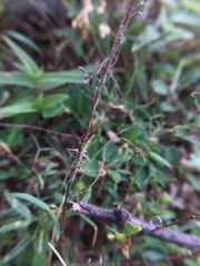 Orthoptera