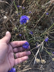Gilia capitata chamissonis