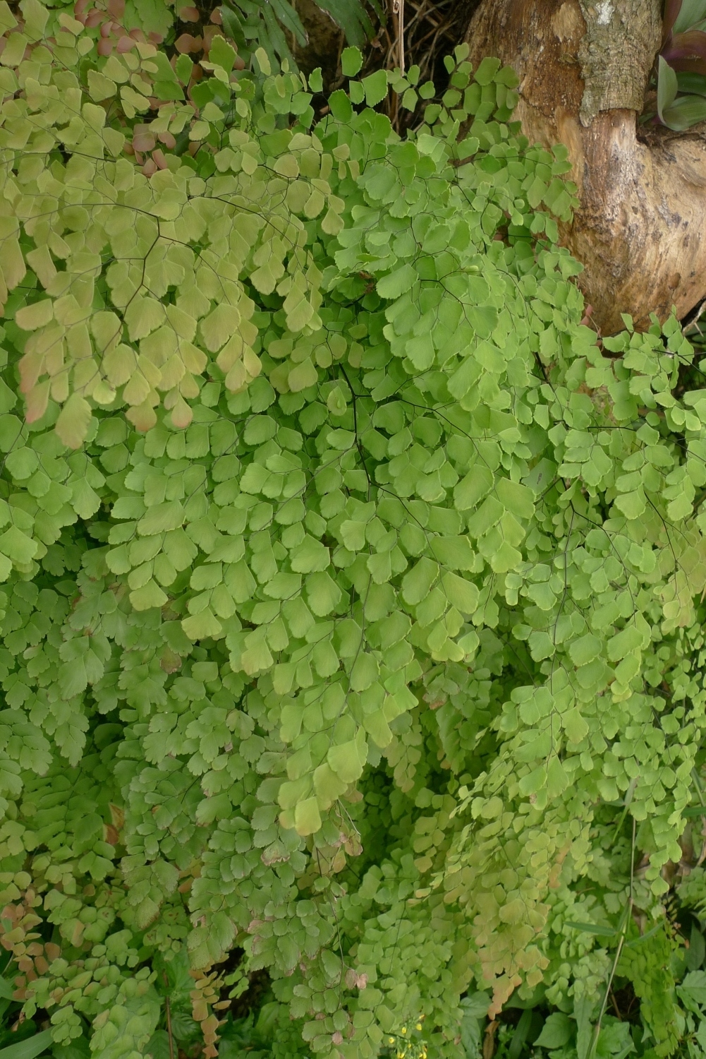 Adiantum tenerum