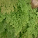 Fan Maidenhair Fern - Photo (c) Leon Perrie, some rights reserved (CC BY-NC), uploaded by Leon Perrie