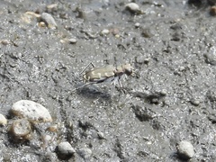 Cicindela repanda