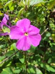 Phlox glaberrima
