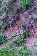 Berkheya purpurea