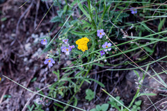 Chaenostoma floribundum