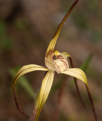 Caladenia dimidia