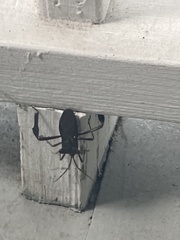 Acanthocephala terminalis