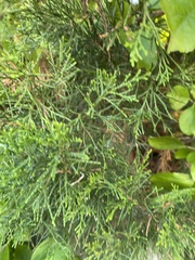 Calocedrus