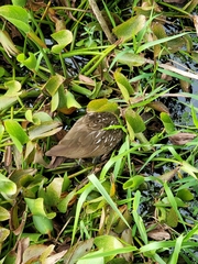Aramus guarauna