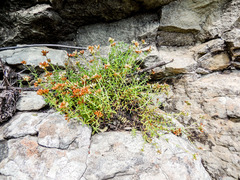 Crassula dependens