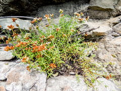 Crassula dependens