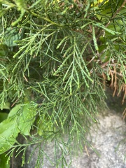 Calocedrus