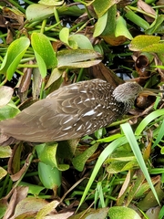Aramus guarauna