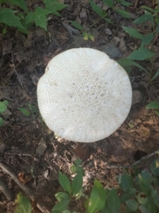 Amanita cokeri