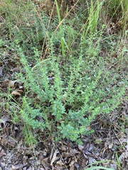 Clinopodium carolinianum