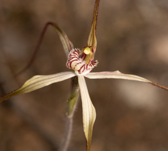 Caladenia dimidia