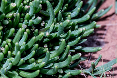 Delosperma