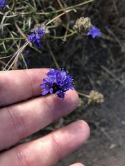 Gilia capitata chamissonis