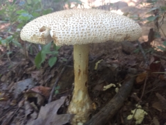 Amanita cokeri