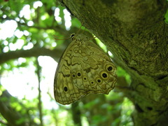 Neope goschkevitschii