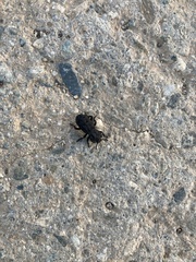 Phloeodes diabolicus