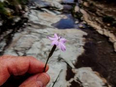 Dianthus basuticus