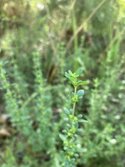 Clinopodium carolinianum