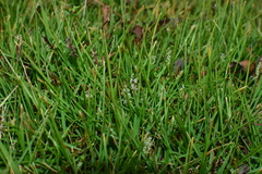 Zoysia pacifica