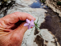 Dianthus basuticus