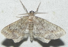 Hypagyrtis piniata