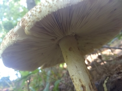 Amanita cokeri