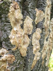 Radulomyces copelandii