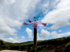 Dianthus basuticus