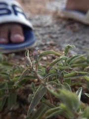 Cyanotis fasciculata