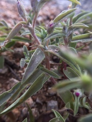 Cyanotis fasciculata