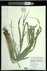 Carex granularis granularis