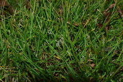 Zoysia pacifica