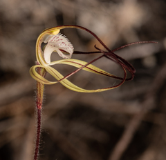 Caladenia dimidia