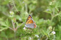 Lycaena phlaeas daimio
