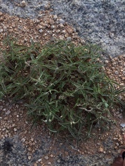 Cyanotis fasciculata