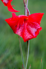 Gladiolus saundersii