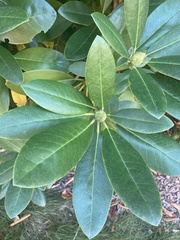 Rhododendron ponticum