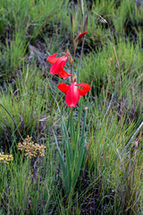 Gladiolus saundersii