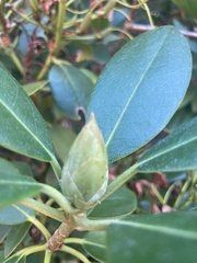 Rhododendron ponticum
