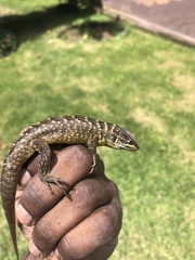 Stenocercus guentheri