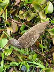 Aramus guarauna