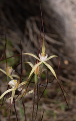 Caladenia dimidia