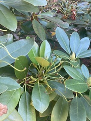 Rhododendron ponticum