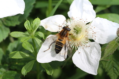 Helophilus eristaloidea
