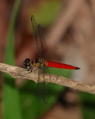 Orchithemis pulcherrima