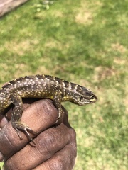 Stenocercus guentheri